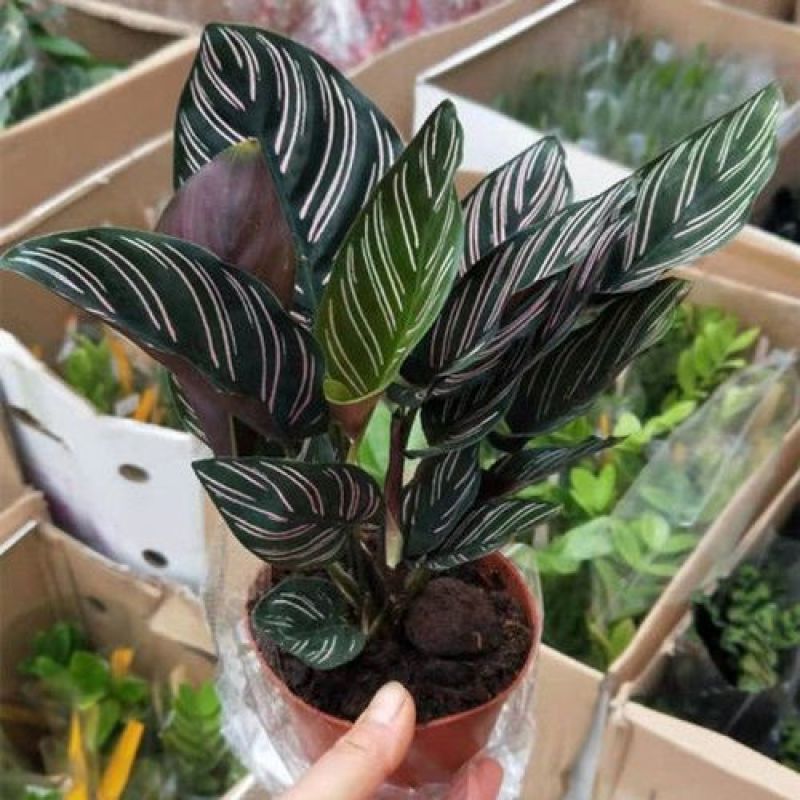 双线竹芋盆栽彩叶紫背竹芋绿化植物室内花卉客厅净化空气