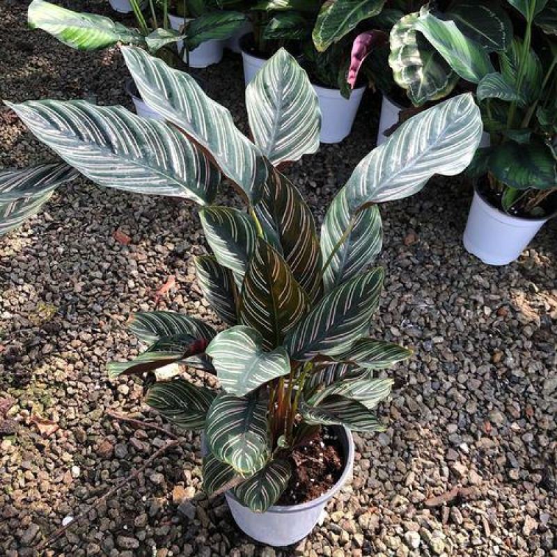 双线竹芋盆栽彩叶紫背竹芋绿化植物室内花卉客厅净化空气