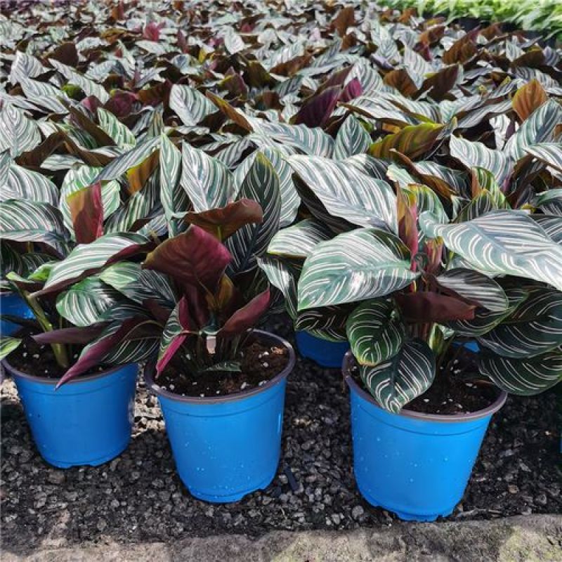 双线竹芋盆栽彩叶紫背竹芋绿化植物室内花卉客厅净化空气
