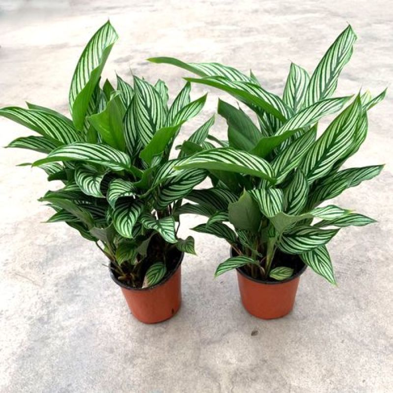 青纹竹芋红美丽盆栽室内净化空气植物客厅吸甲醛绿植耐阴好养