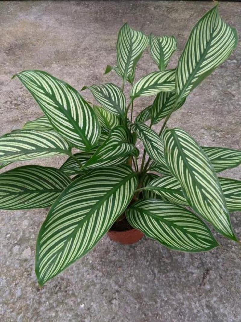 青纹竹芋红美丽盆栽室内净化空气植物客厅吸甲醛绿植耐阴好养