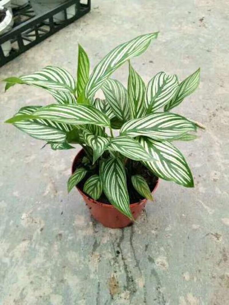 青纹竹芋红美丽盆栽室内净化空气植物客厅吸甲醛绿植耐阴好养