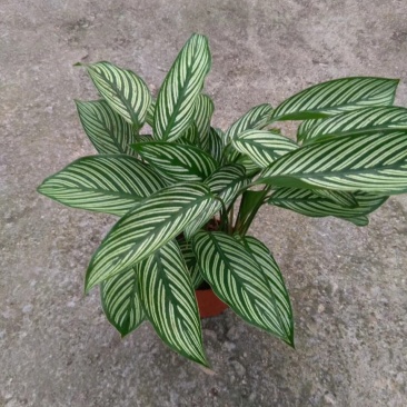 青纹竹芋红美丽盆栽室内净化空气植物客厅吸甲醛绿植耐阴好养