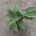 青纹竹芋红美丽盆栽室内净化空气植物客厅吸甲醛绿植耐阴好养