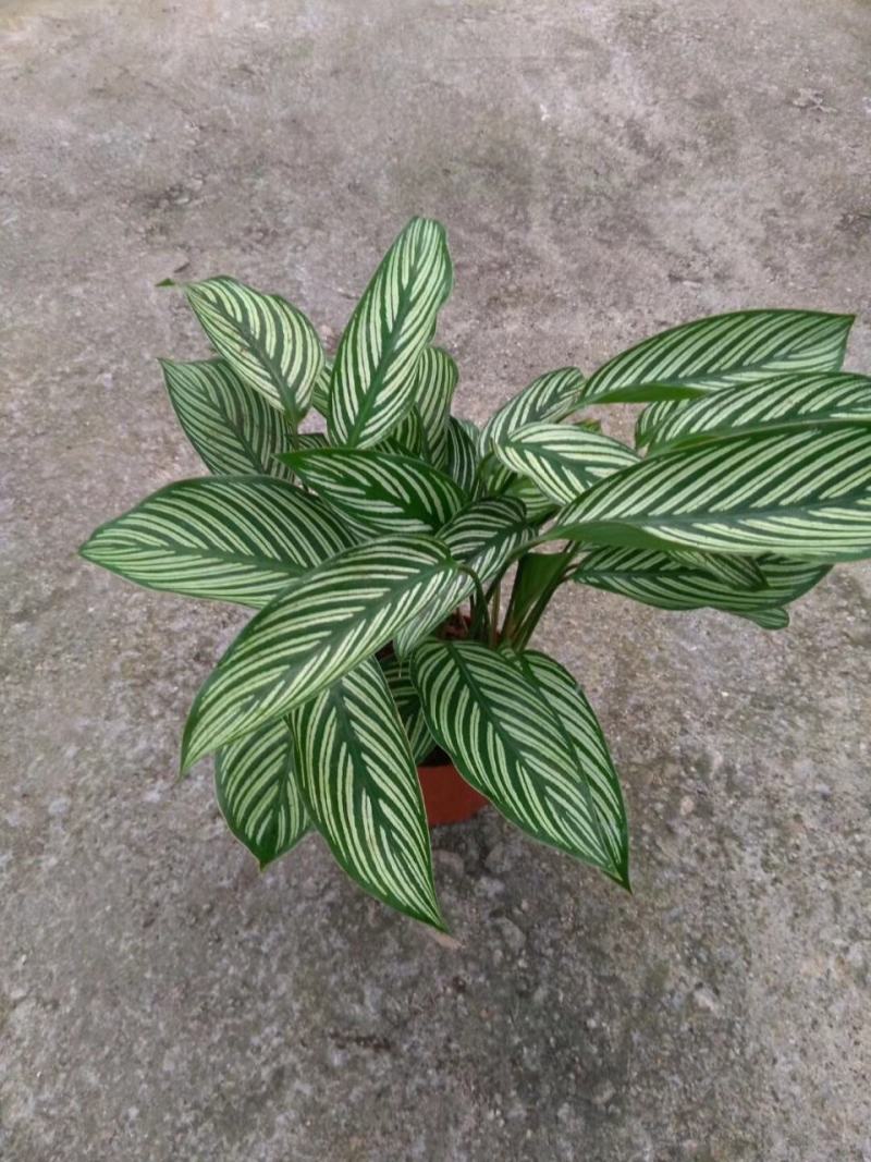 青纹竹芋红美丽盆栽室内净化空气植物客厅吸甲醛绿植耐阴好养