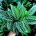 青纹竹芋红美丽盆栽室内净化空气植物客厅吸甲醛绿植耐阴好养