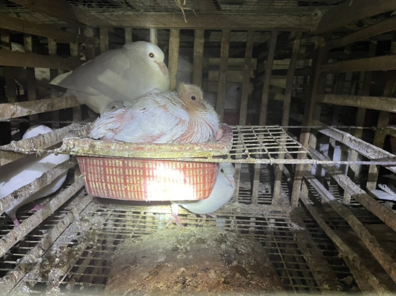 乳鸽产地直销现杀现发长期合作价格优惠