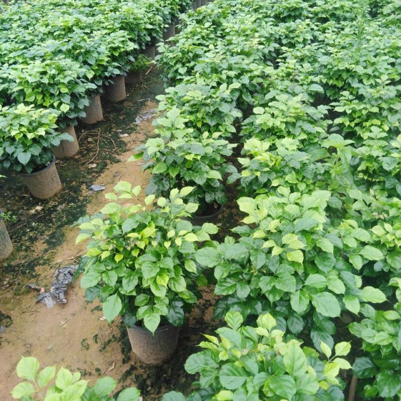 幸福树盆栽植物平安树室内客厅办公室净化空气大型幸福树盆栽
