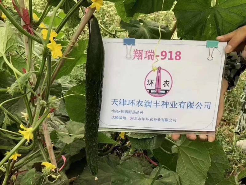 翔瑞918黄瓜种子绿肉强磁油亮黑皮耐热耐寒抗病露地专用