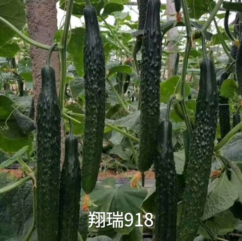 翔瑞918黄瓜种子绿肉强磁油亮黑皮耐热耐寒抗病露地专用