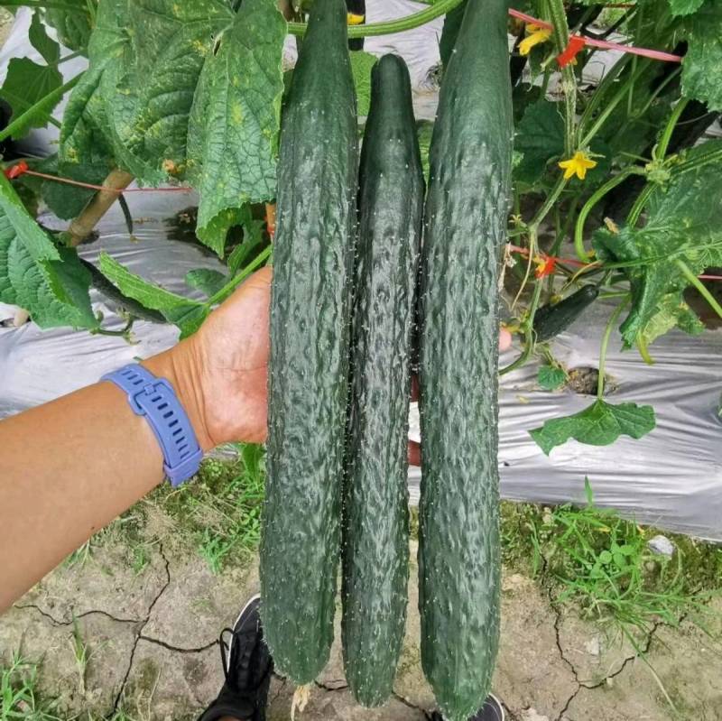 翔瑞918黄瓜种子绿肉强磁油亮黑皮耐热耐寒抗病露地专用