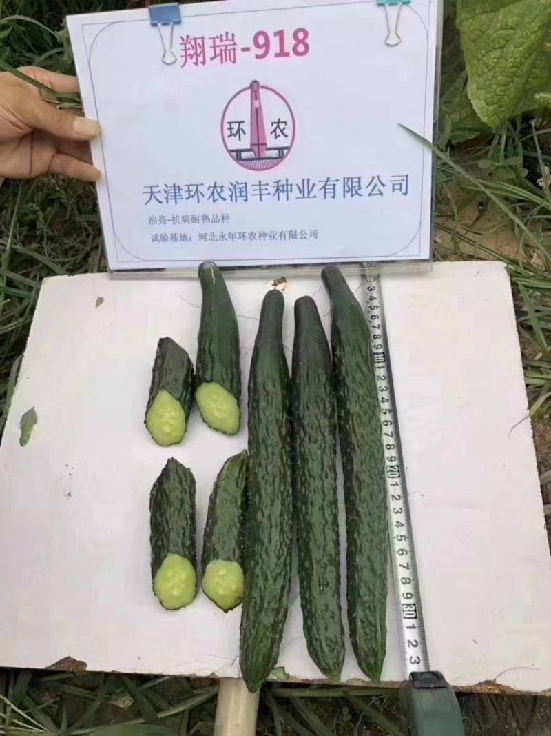 翔瑞918黄瓜种子绿肉强磁油亮黑皮耐热耐寒抗病露地专用