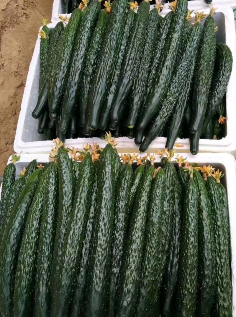 翔瑞918黄瓜种子绿肉强磁油亮黑皮耐热耐寒抗病露地专用