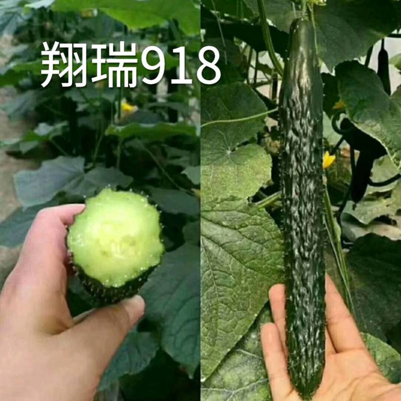 翔瑞918黄瓜种子绿肉强磁油亮黑皮耐热耐寒抗病露地专用