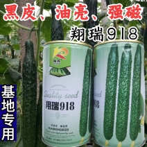 翔瑞918黄瓜种子绿肉强磁油亮黑皮耐热耐寒抗病露地专用
