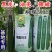 翔瑞918黄瓜种子绿肉强磁油亮黑皮耐热耐寒抗病露地专用