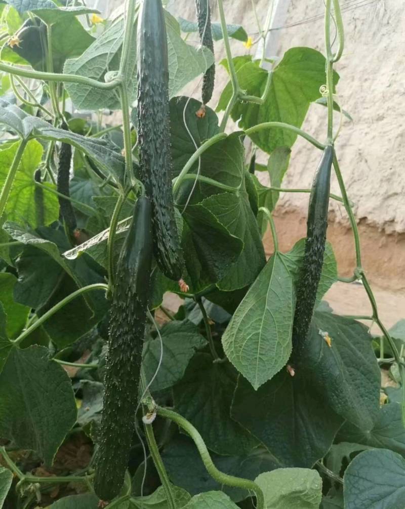 翔瑞918黄瓜种子绿肉强磁油亮黑皮耐热耐寒抗病露地专用