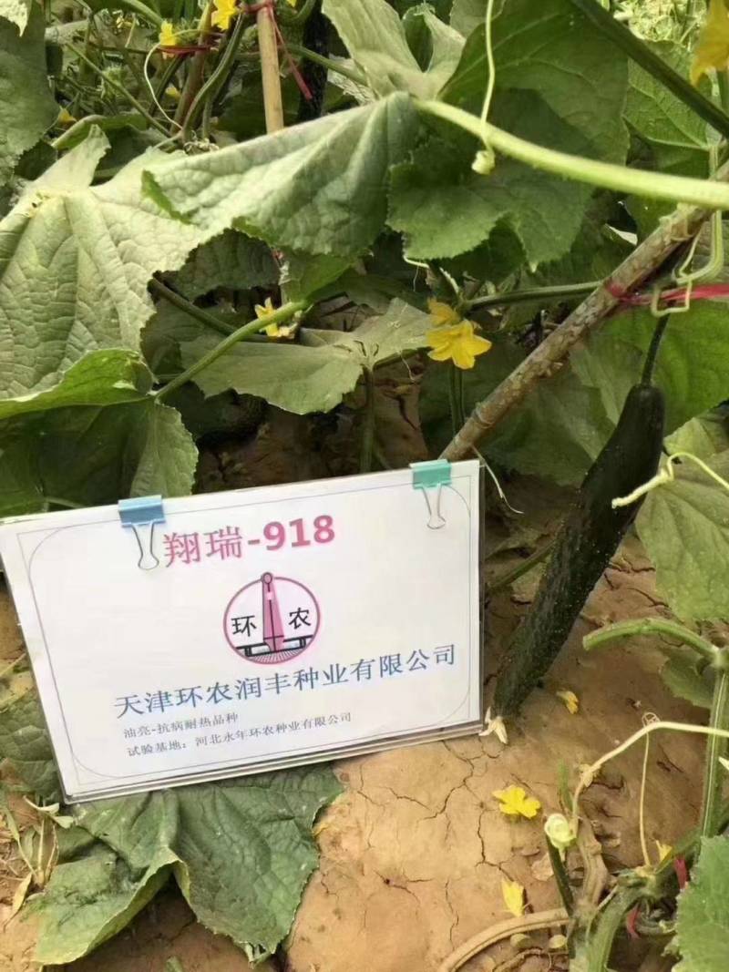 翔瑞918黄瓜种子绿肉强磁油亮黑皮耐热耐寒抗病露地专用
