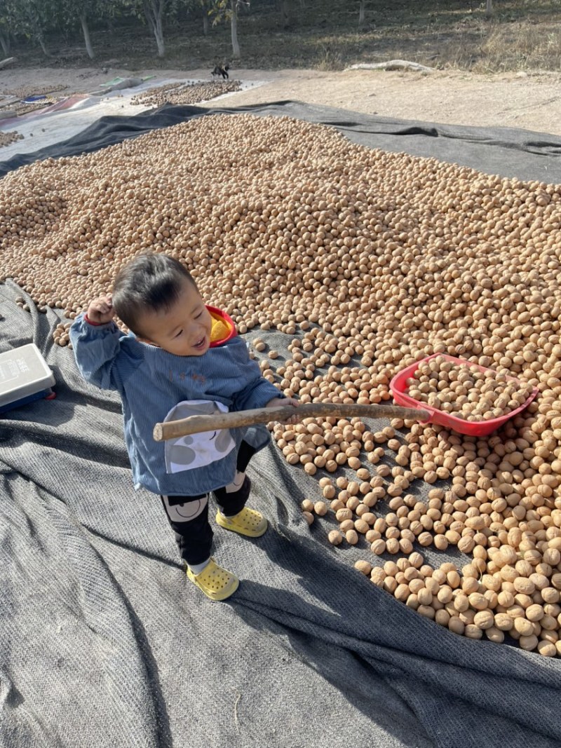 新疆阿克苏185纸皮核新货。正宗原产地。