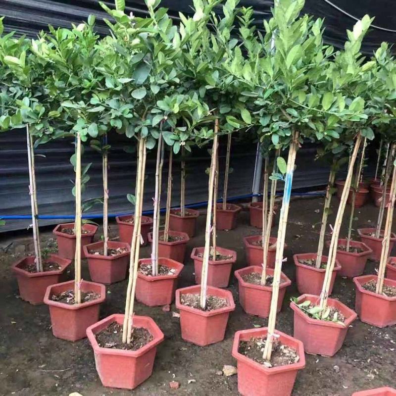 香水柠檬网红棒棒糖高杆柠檬树盆栽室内客厅阳台四季大型植物