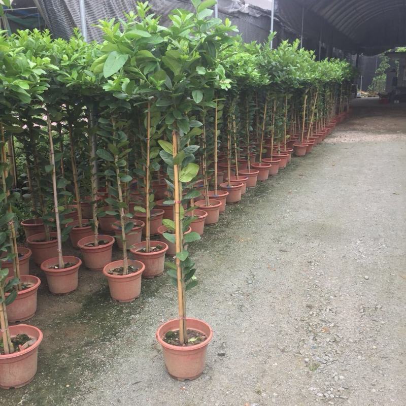 香水柠檬网红棒棒糖高杆柠檬树盆栽室内客厅阳台四季大型植物