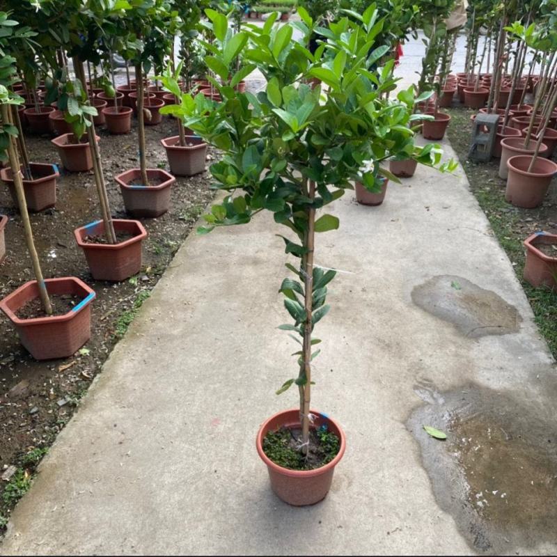 香水柠檬网红棒棒糖高杆柠檬树盆栽室内客厅阳台四季大型植物