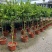 香水柠檬网红棒棒糖高杆柠檬树盆栽室内客厅阳台四季大型植物