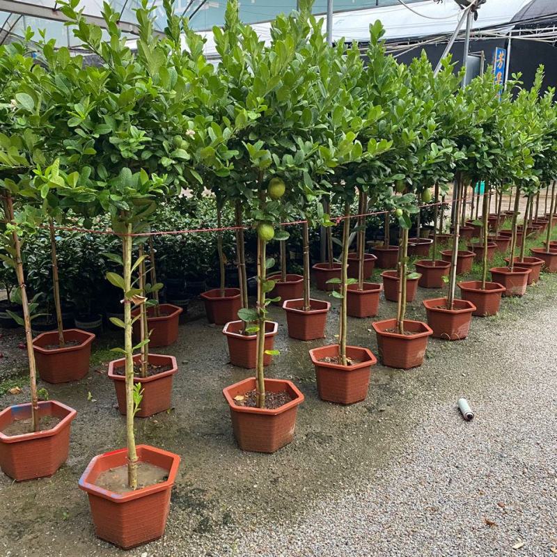 香水柠檬网红棒棒糖高杆柠檬树盆栽室内客厅阳台四季大型植物
