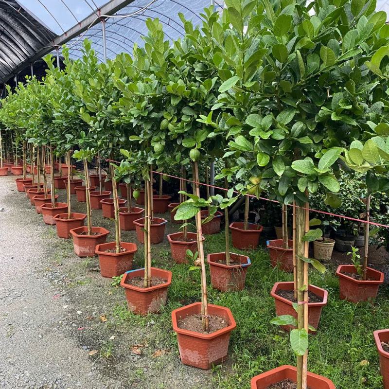 香水柠檬网红棒棒糖高杆柠檬树盆栽室内客厅阳台四季大型植物