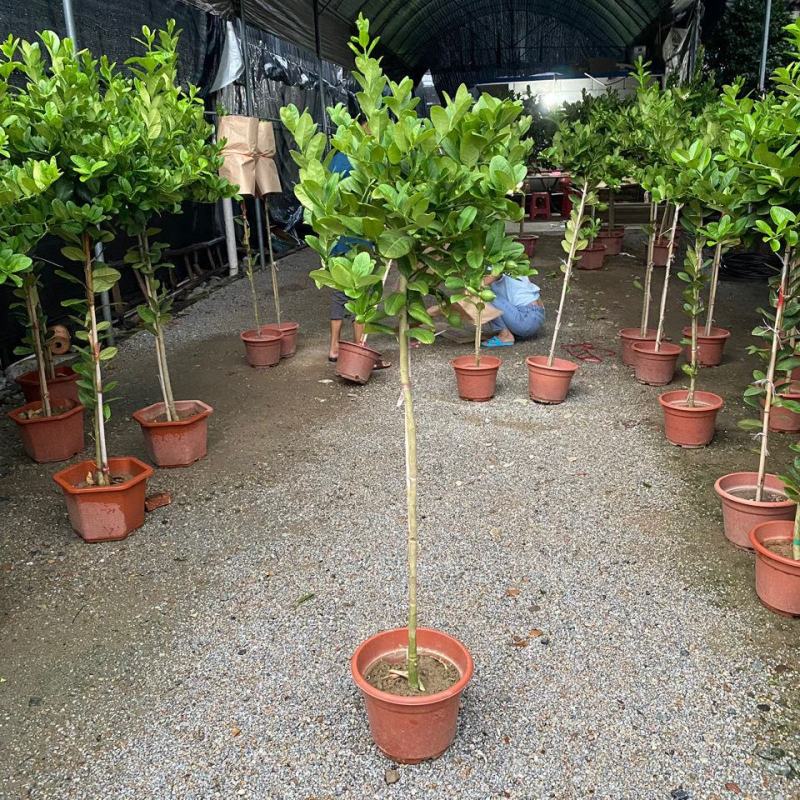 香水柠檬网红棒棒糖高杆柠檬树盆栽室内客厅阳台四季大型植物