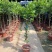 香水柠檬网红棒棒糖高杆柠檬树盆栽室内客厅阳台四季大型植物