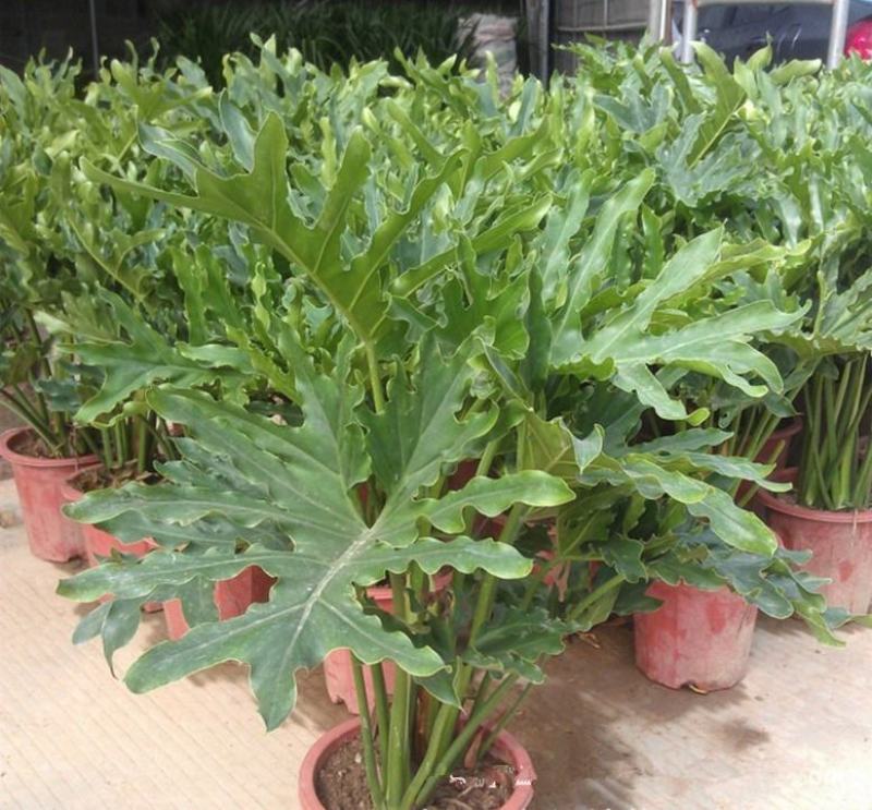 春羽盆栽老桩龙鳞蔓绿绒可水培植物春雨室内观叶绿植