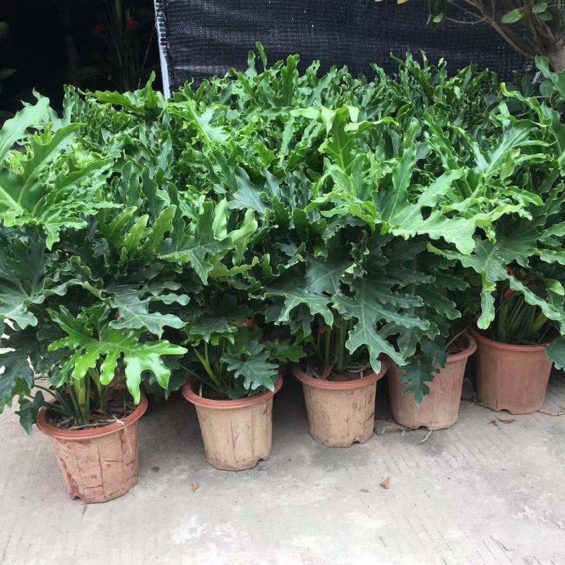 春羽盆栽老桩龙鳞蔓绿绒可水培植物春雨室内观叶绿植