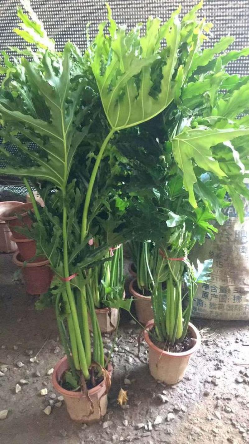 春羽盆栽老桩龙鳞蔓绿绒可水培植物春雨室内观叶绿植