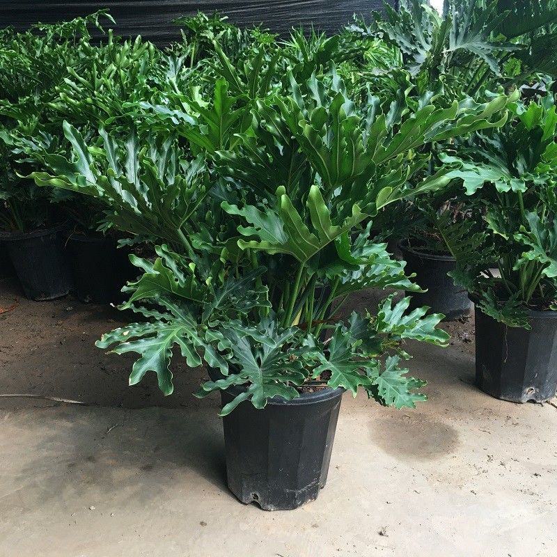 春羽盆栽老桩龙鳞蔓绿绒可水培植物春雨室内观叶绿植