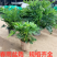 春羽盆栽老桩龙鳞蔓绿绒可水培植物春雨室内观叶绿植