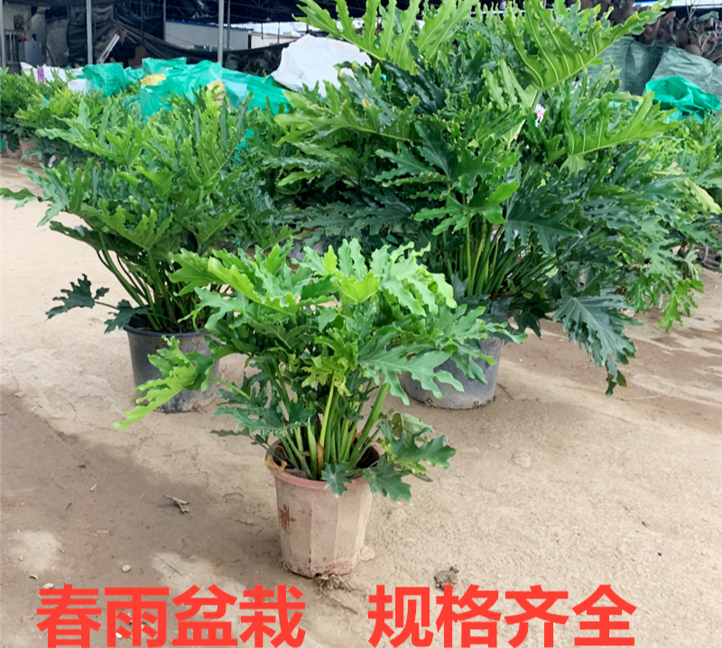 春羽盆栽老桩龙鳞蔓绿绒可水培植物春雨室内观叶绿植
