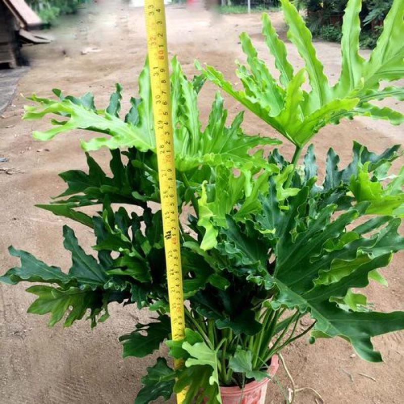 春羽盆栽老桩龙鳞蔓绿绒可水培植物春雨室内观叶绿植