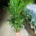 散尾葵植物盆栽室内大型植物凤尾竹花卉绿植办公室客厅
