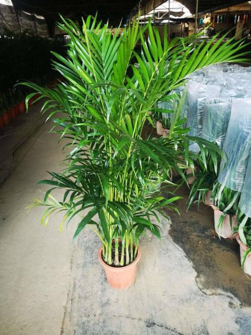 散尾葵植物盆栽室内大型植物凤尾竹花卉绿植办公室客厅