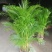 散尾葵植物盆栽室内大型植物凤尾竹花卉绿植办公室客厅