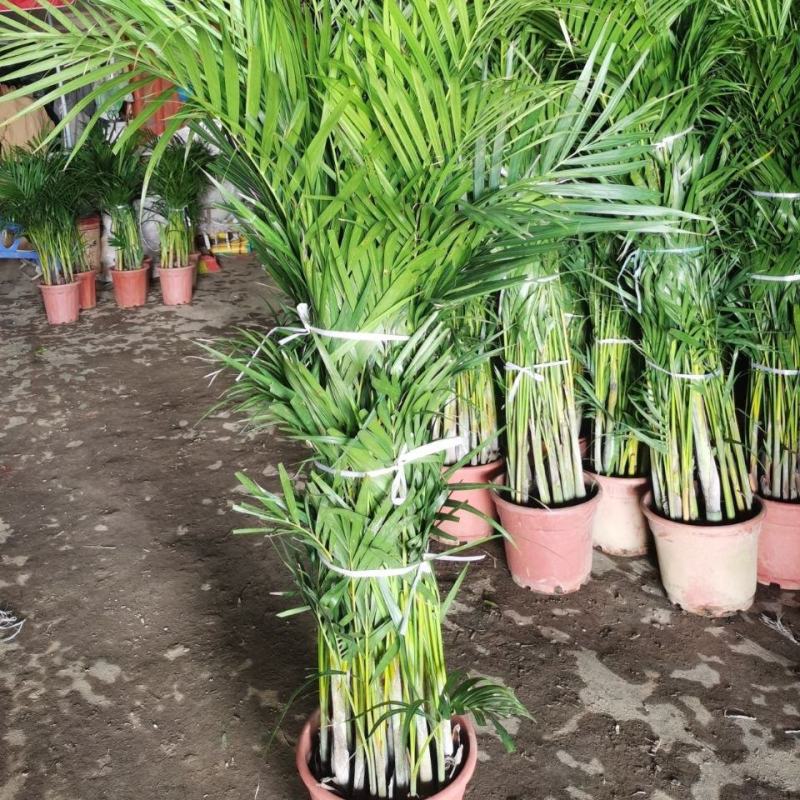 散尾葵植物盆栽室内大型植物凤尾竹花卉绿植办公室客厅