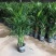散尾葵植物盆栽室内大型植物凤尾竹花卉绿植办公室客厅
