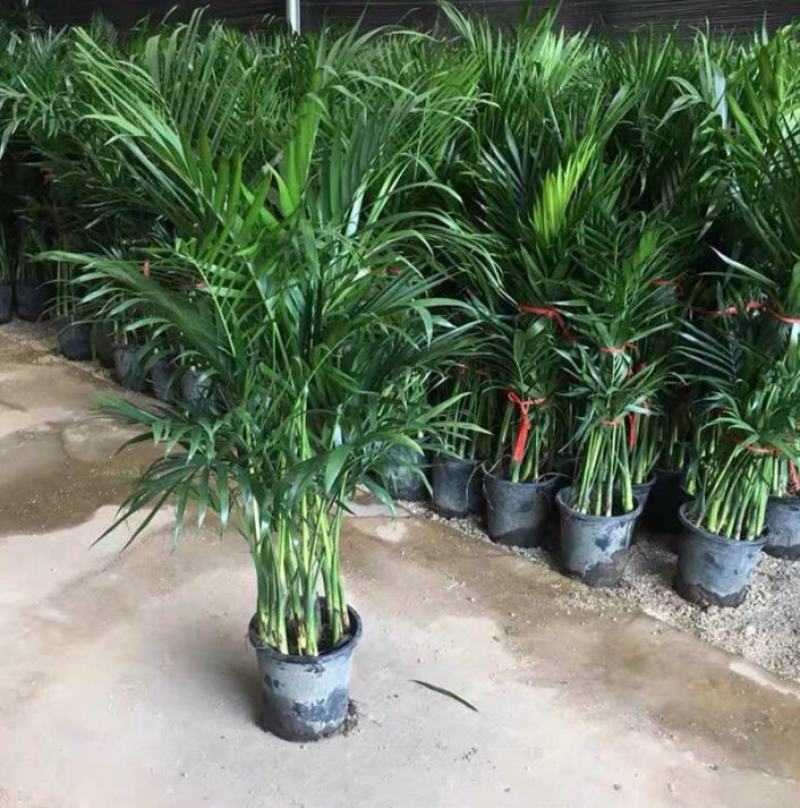 散尾葵植物盆栽室内大型植物凤尾竹花卉绿植办公室客厅