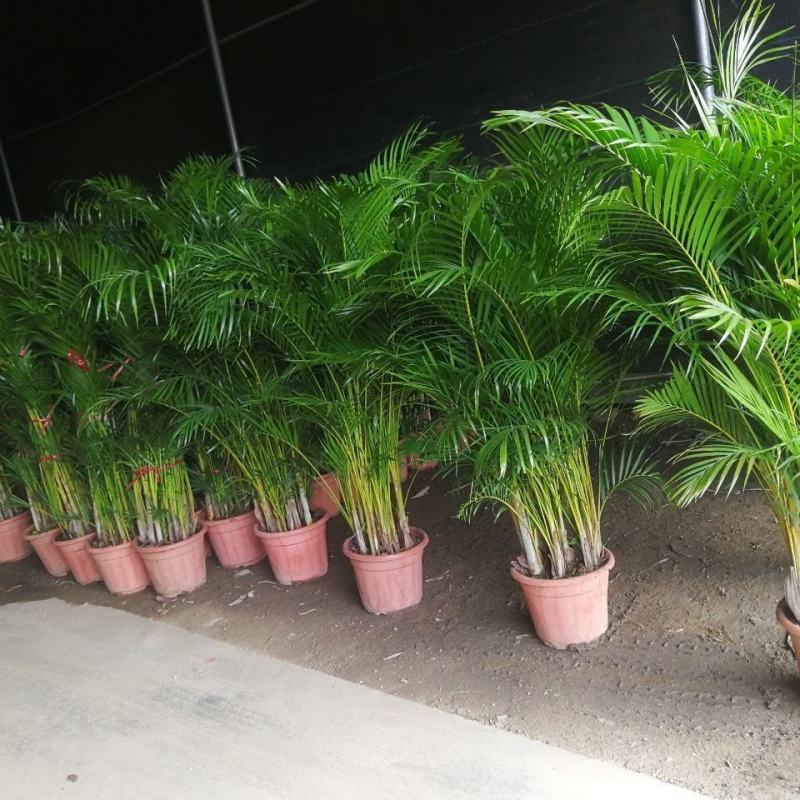 散尾葵植物盆栽室内大型植物凤尾竹花卉绿植办公室客厅