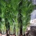 散尾葵植物盆栽室内大型植物凤尾竹花卉绿植办公室客厅