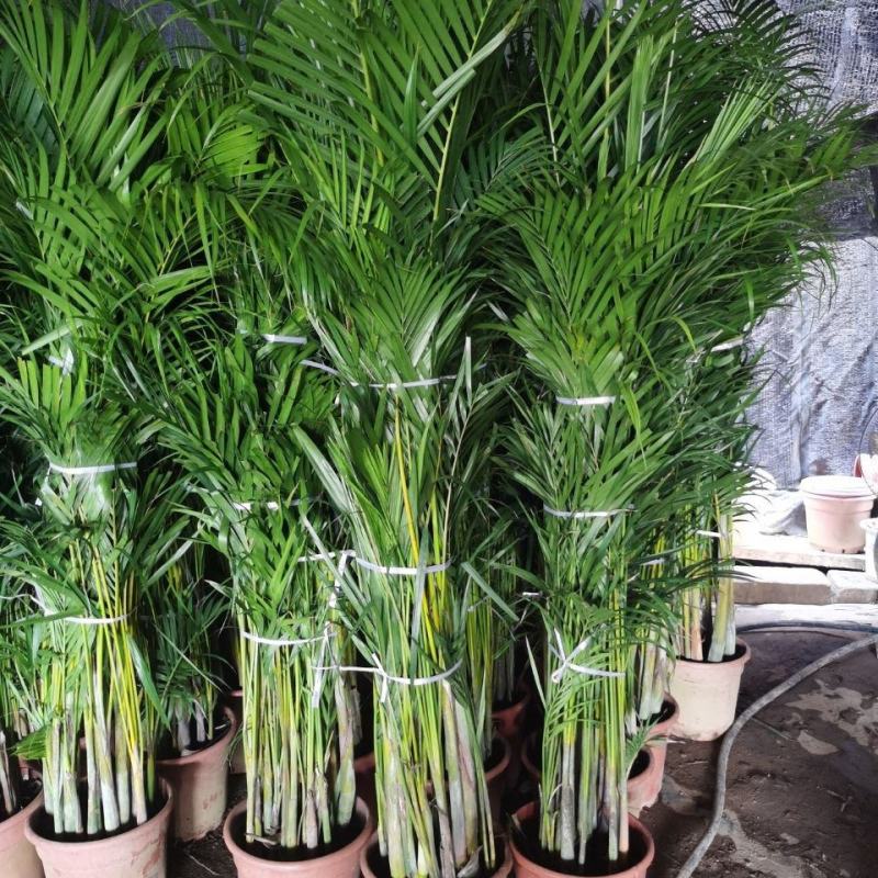 散尾葵植物盆栽室内大型植物凤尾竹花卉绿植办公室客厅