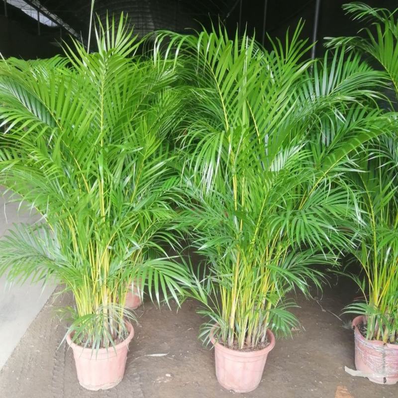散尾葵植物盆栽室内大型植物凤尾竹花卉绿植办公室客厅