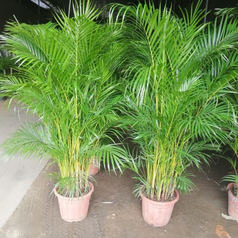 散尾葵植物盆栽室内大型植物凤尾竹花卉绿植办公室客厅