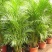 散尾葵植物盆栽室内大型植物凤尾竹花卉绿植办公室客厅